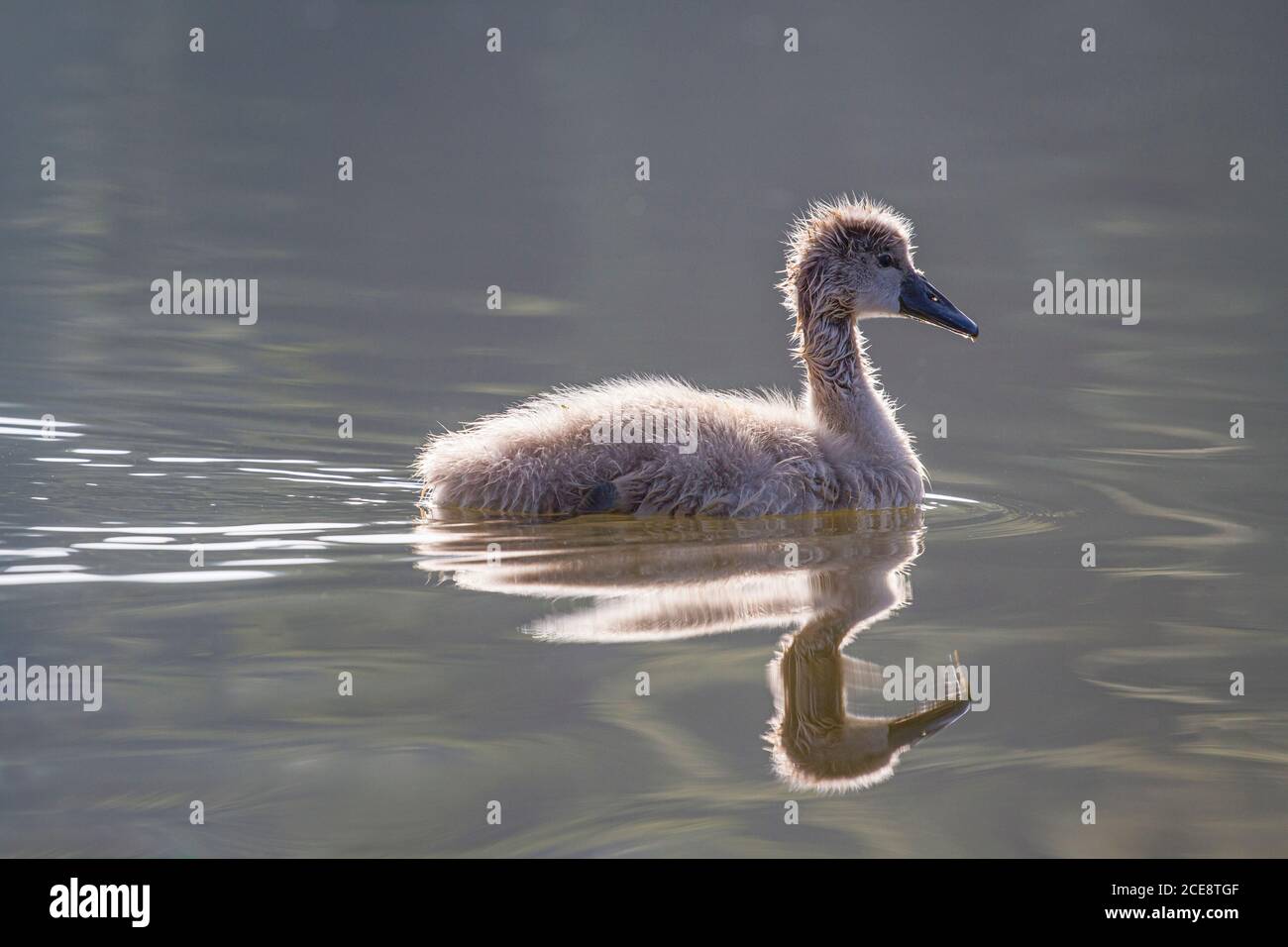 A cygnet reflected in the water. Stock Photo