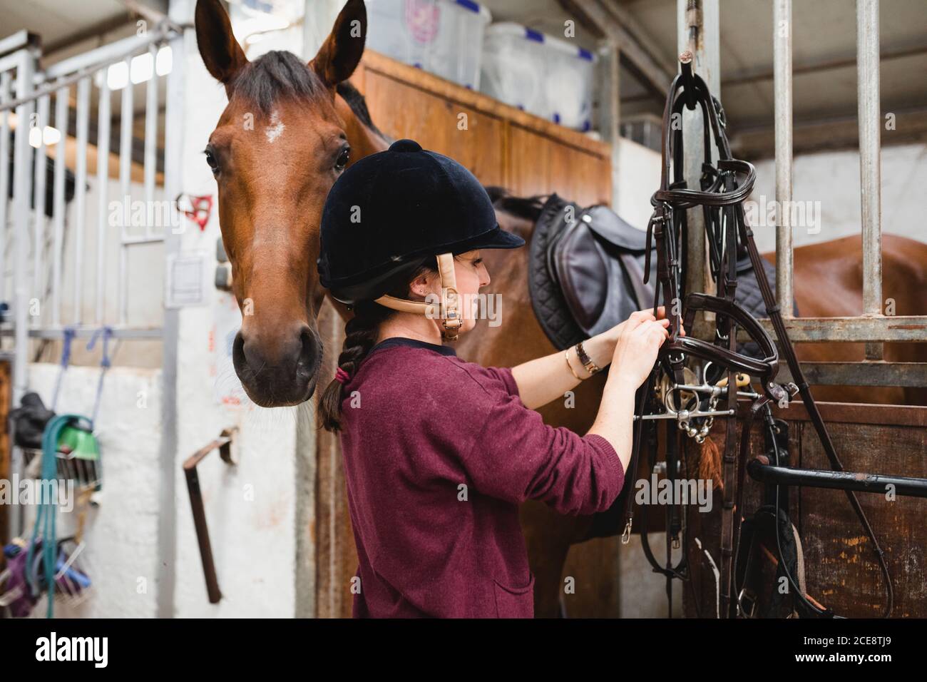 Side view of female equestrian in helmet preparing reins for horseback riding while standing in stable with chestnut horse Stock Photo