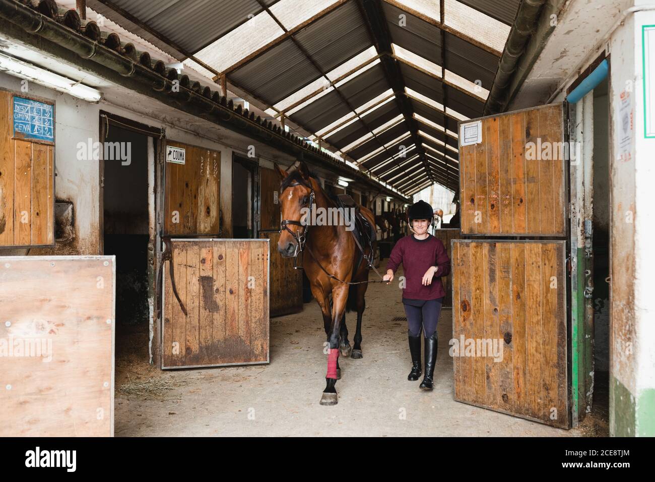 Young female equestrian in riding helmet and boots leading chestnut horse  along barn and looking at camera Stock Photo - Alamy