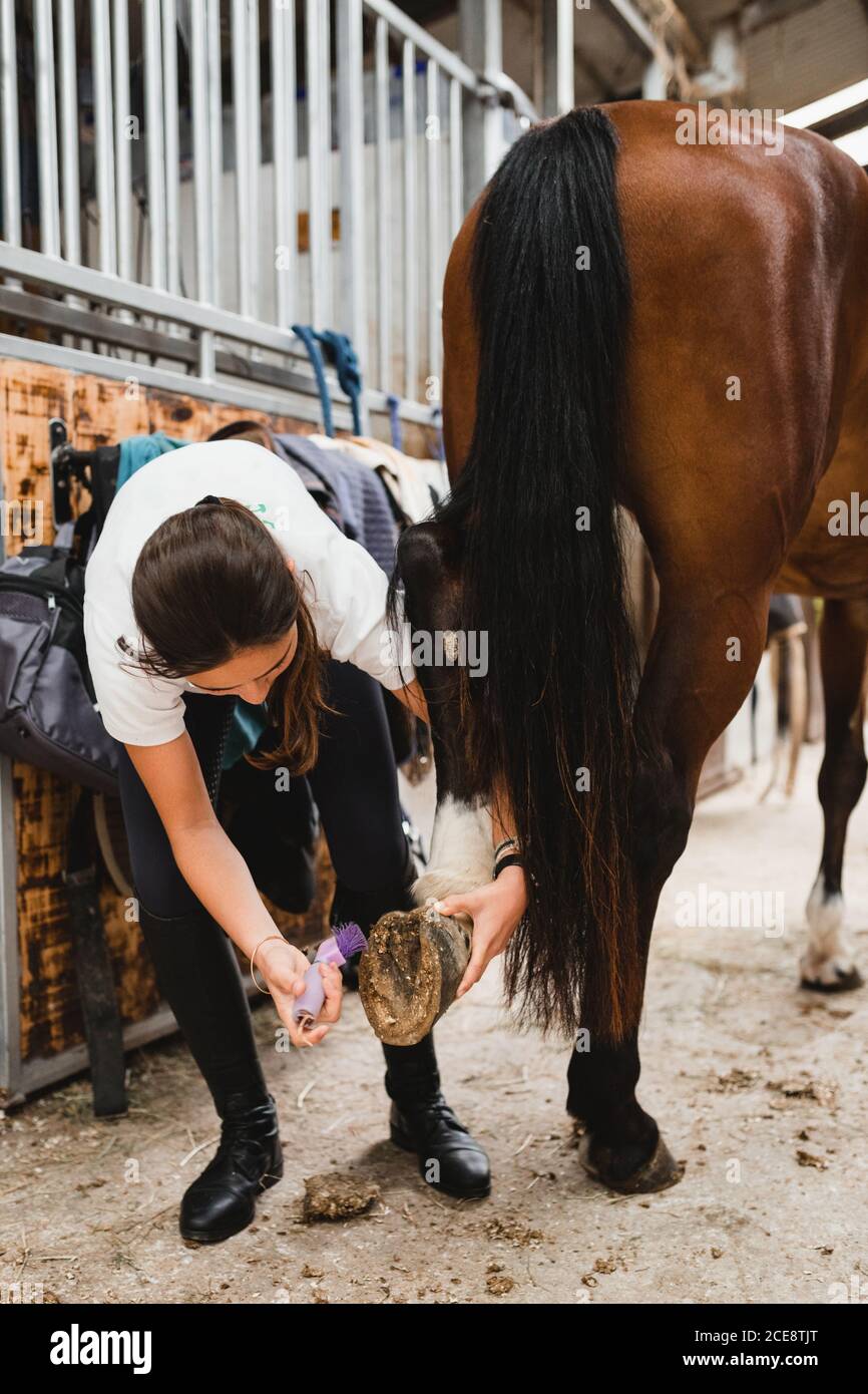Female jockey in uniform standing in stable and taking care of horse