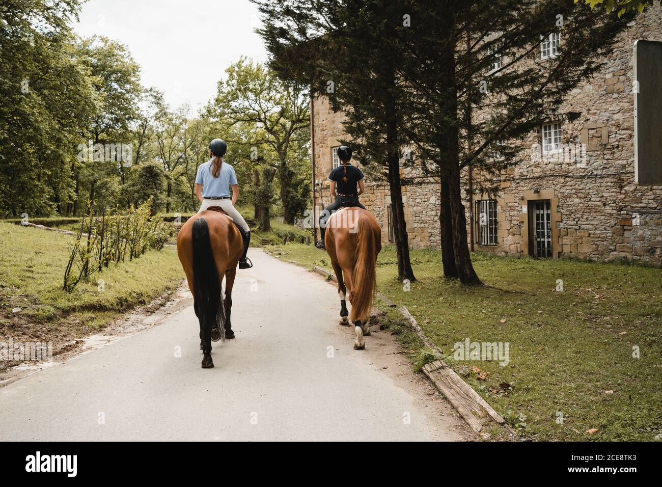 Back view of female equestrians sitting on chestnut horses and riding along paved path Stock Photo