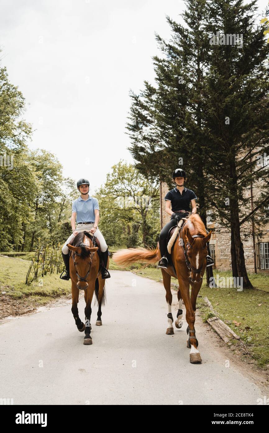 Female equestrians sitting on chestnut horses and riding along paved path Stock Photo