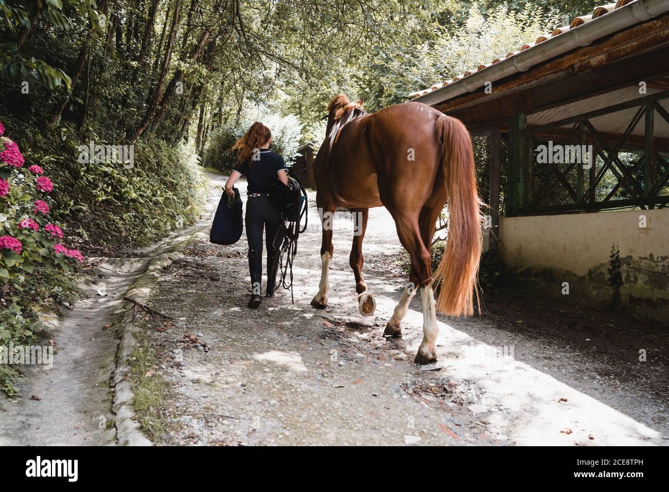 Back view of female equestrian with saddle and bridle walking with horse along path in countryside Stock Photo