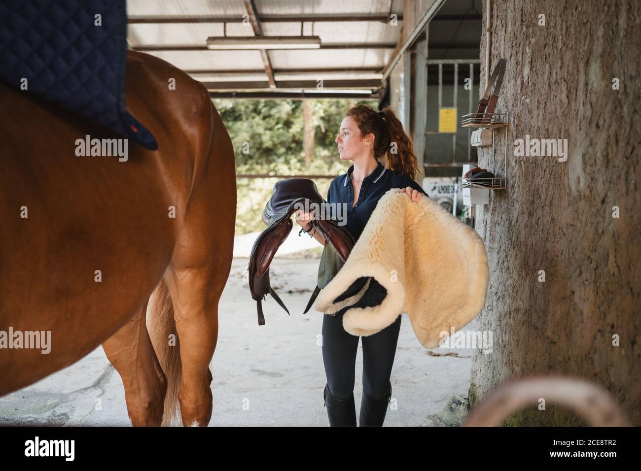 Side view of female equestrian putting saddle on chestnut horse while preparing for dressage Stock Photo