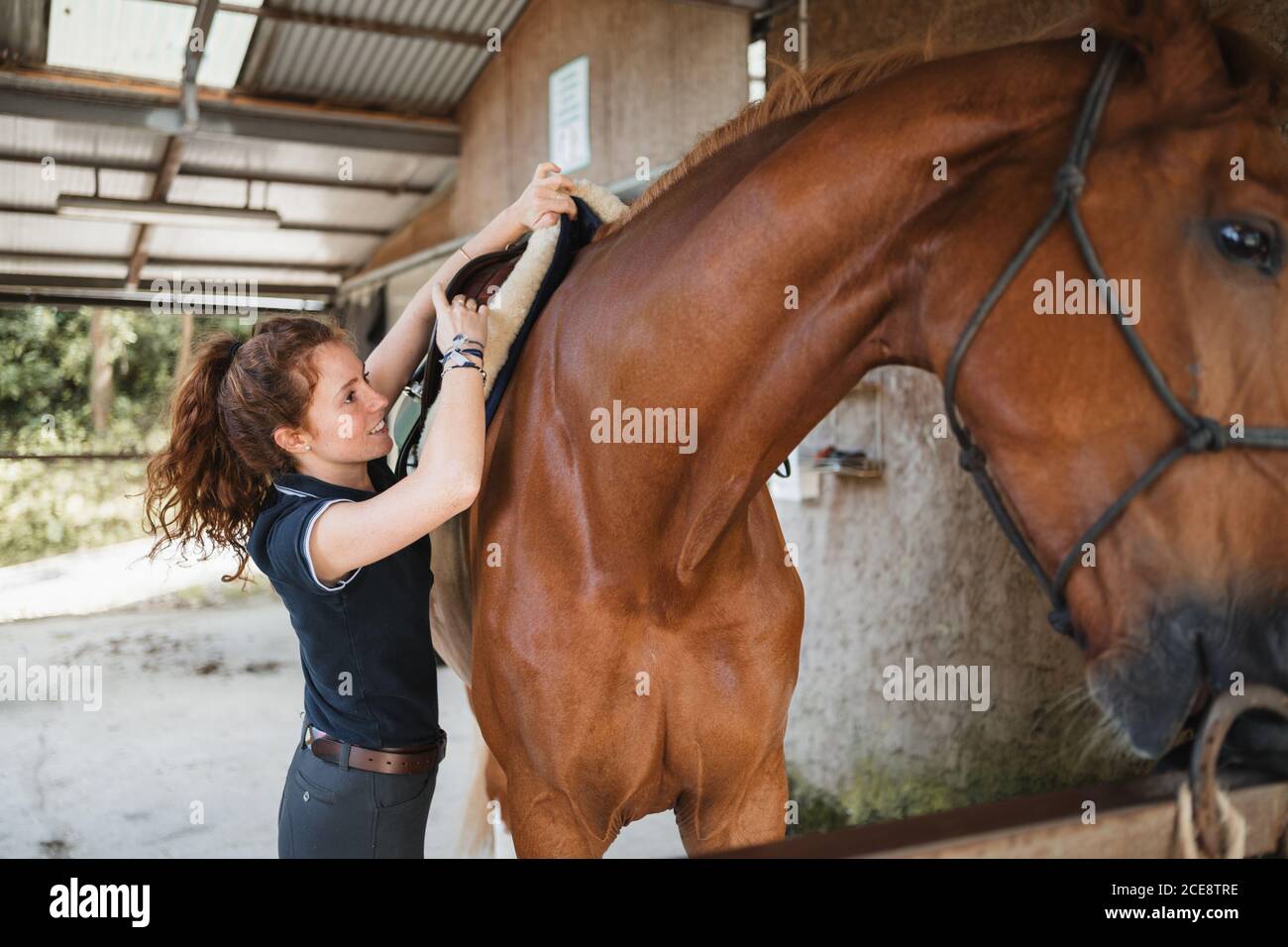 Side view of female equestrian putting saddle on chestnut horse while preparing for dressage Stock Photo