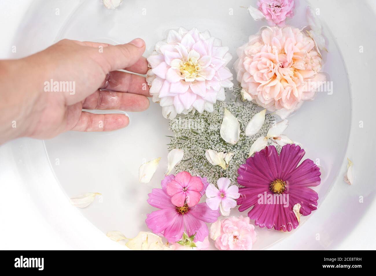 Spa, regeneration concept. Closeup of woman hand. Pink phlox, roses, dahlia and cosmos flowers floating in white bowl of water. Feminine summer Stock Photo