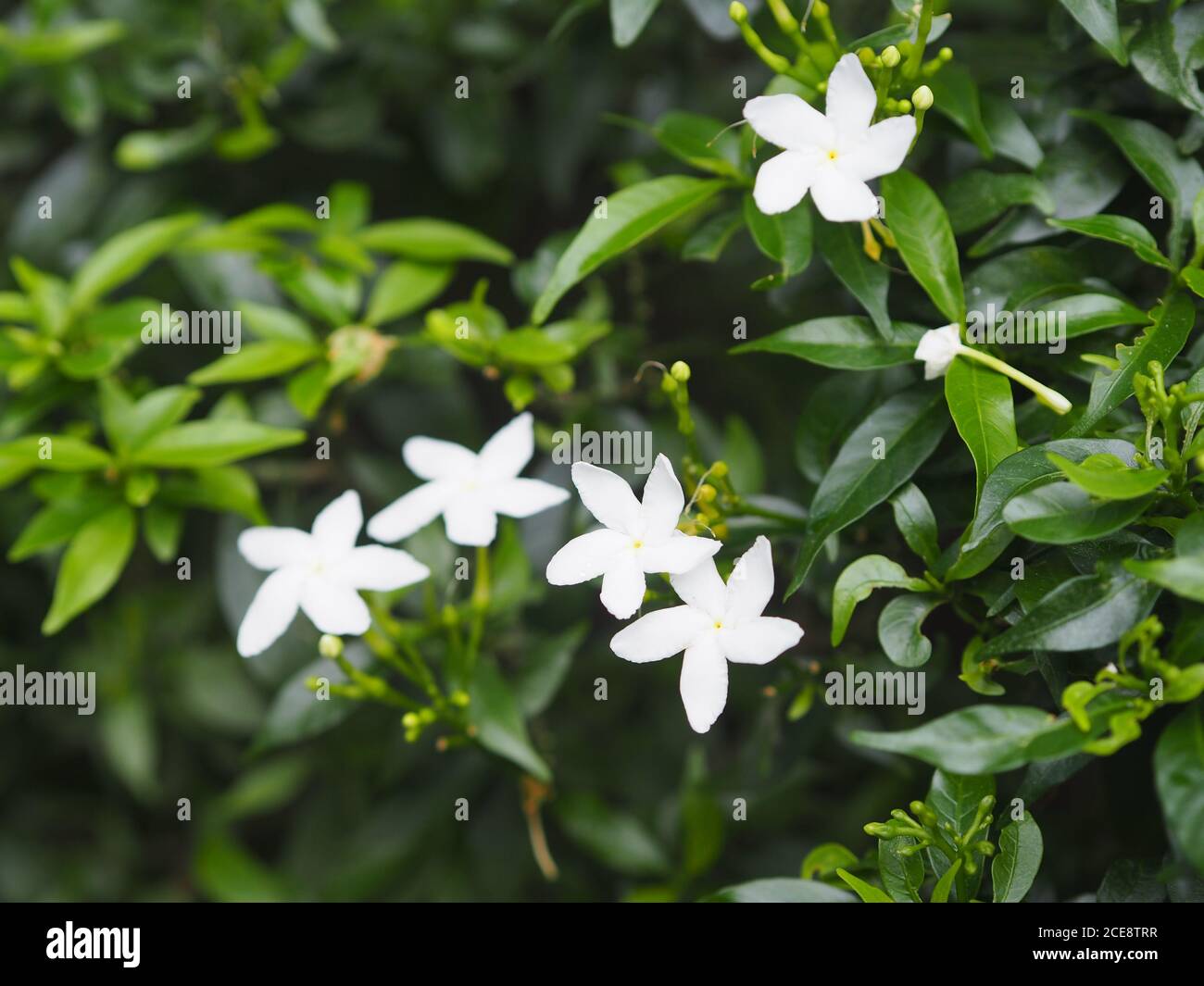 Gardenia, Rubiaceae Small perennials leaves are rounded, oval, pointed