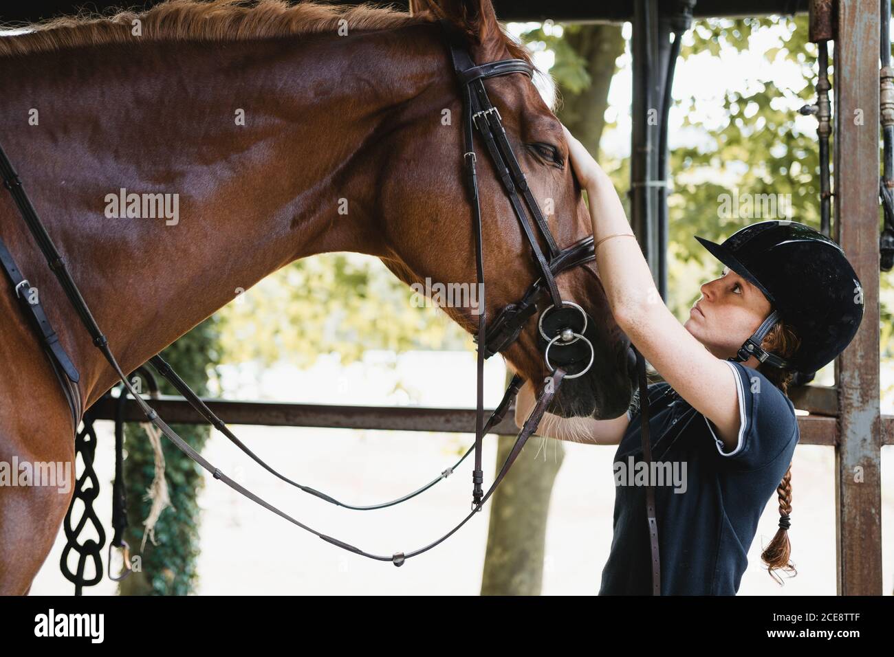 Side view of busy female equestrian in helmet standing in stable and preparing horse for training while putting bridle Stock Photo