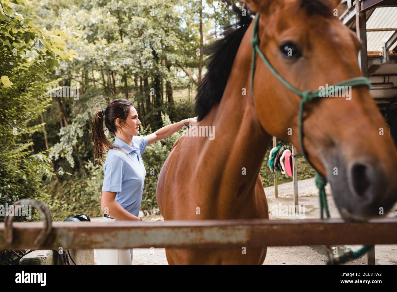 Side view of busy female rider standing near barn and grooming obedient horse with brush Stock Photo