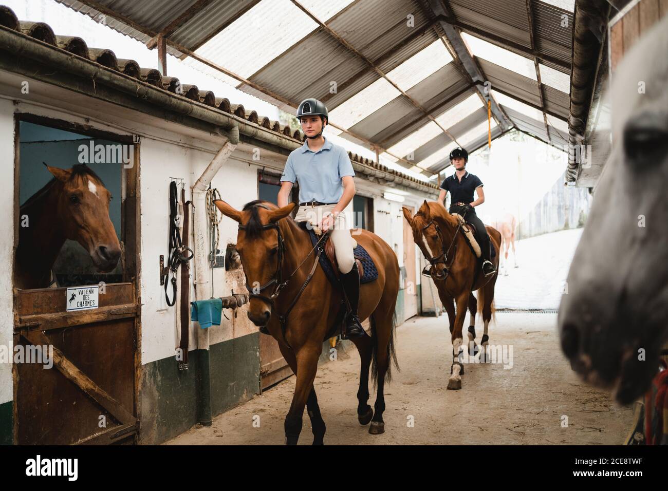 Serious female jockeys in helmets and boots riding chestnut horses along barn on ranch and looking away Stock Photo