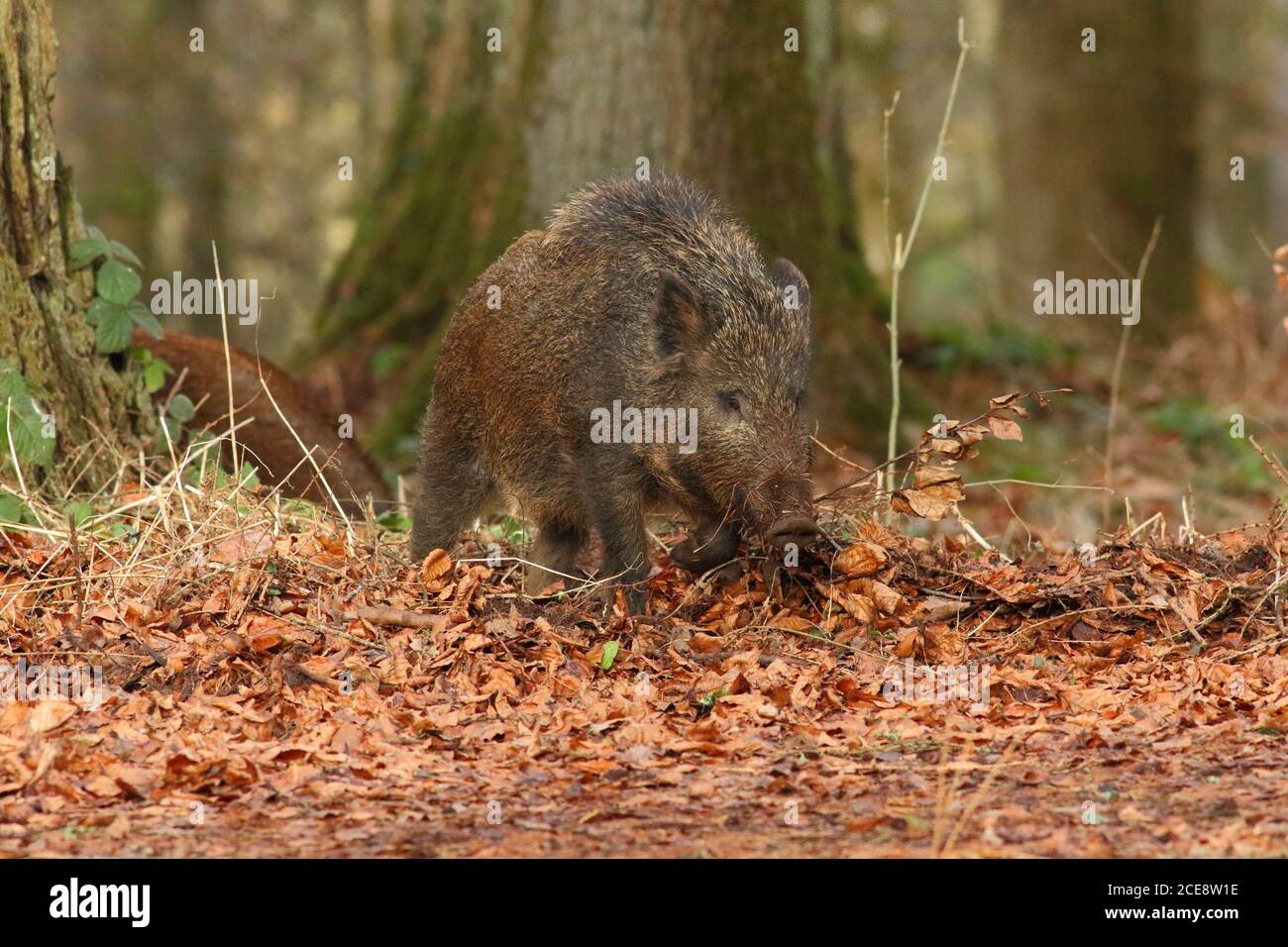 wild boar (sus scrofa) Stock Photo