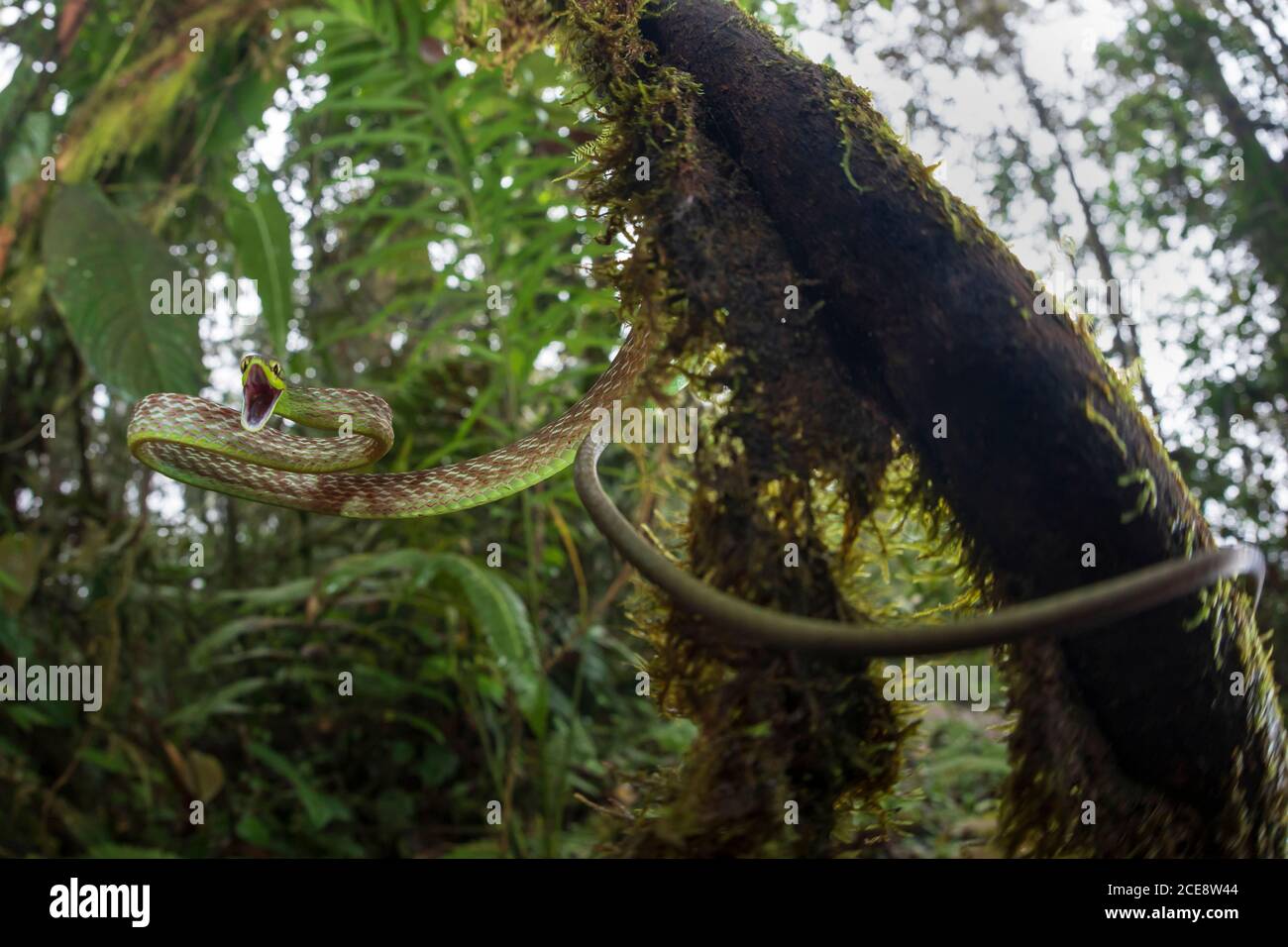 Low angle of Ahaetulla nasuta hissing angrily while hanging from mossy tree in woods Stock Photo