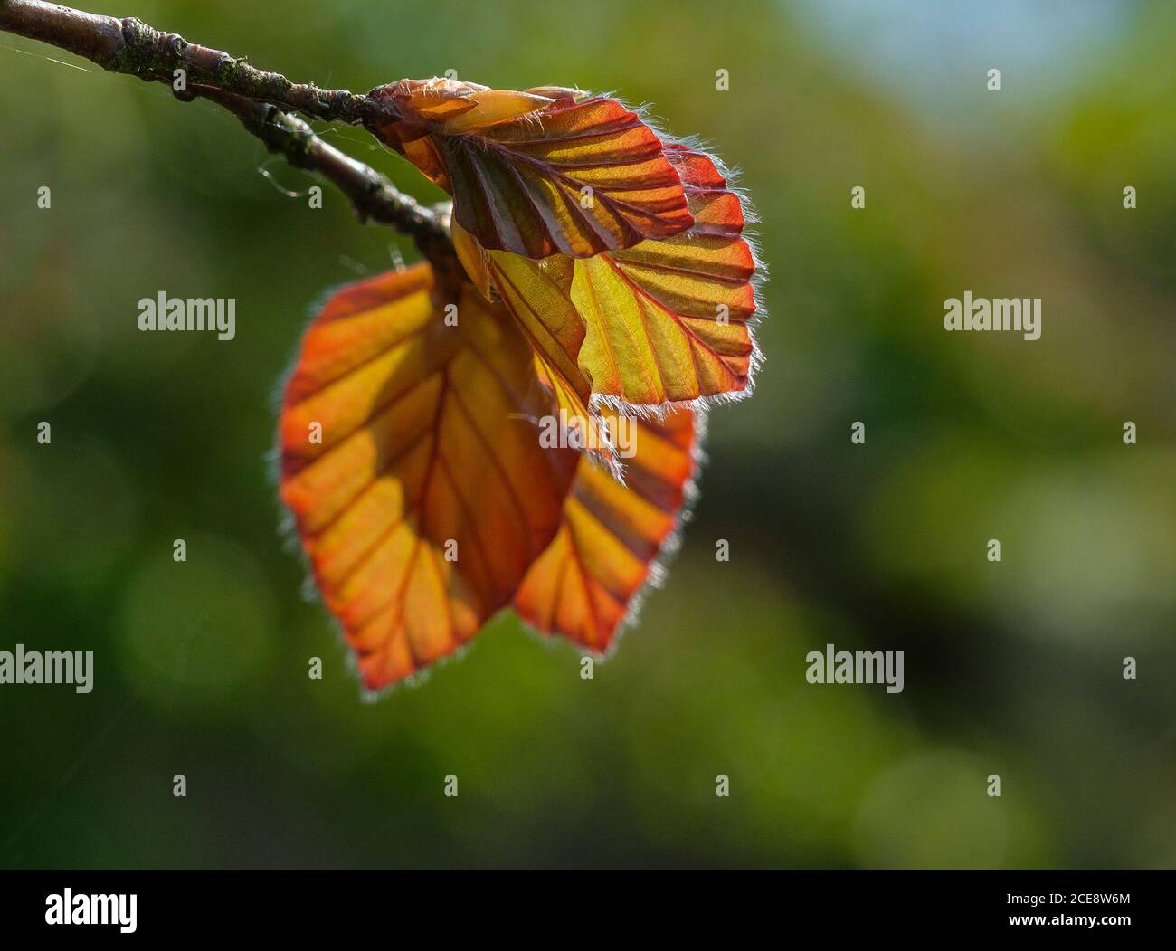 Young copper beech leaves. Stock Photo