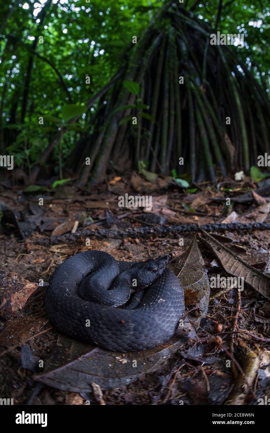 Black cottonmouth snake lying on leaves on wet ground in dark woods Stock Photo