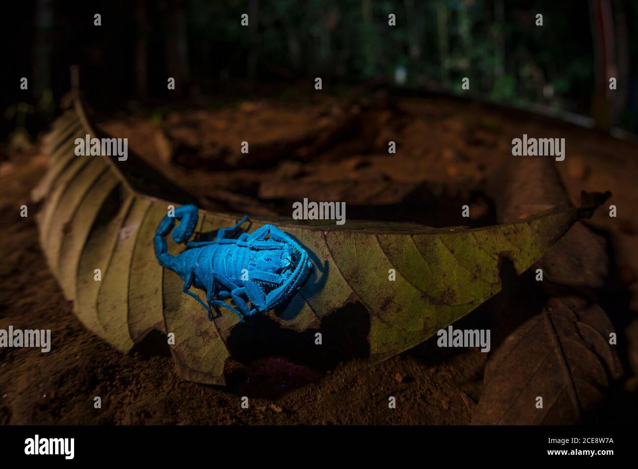 Closeup of bright blue scorpion Centruroides gracilissitting glowing under UV light sitting on dry tree leaf Stock Photo