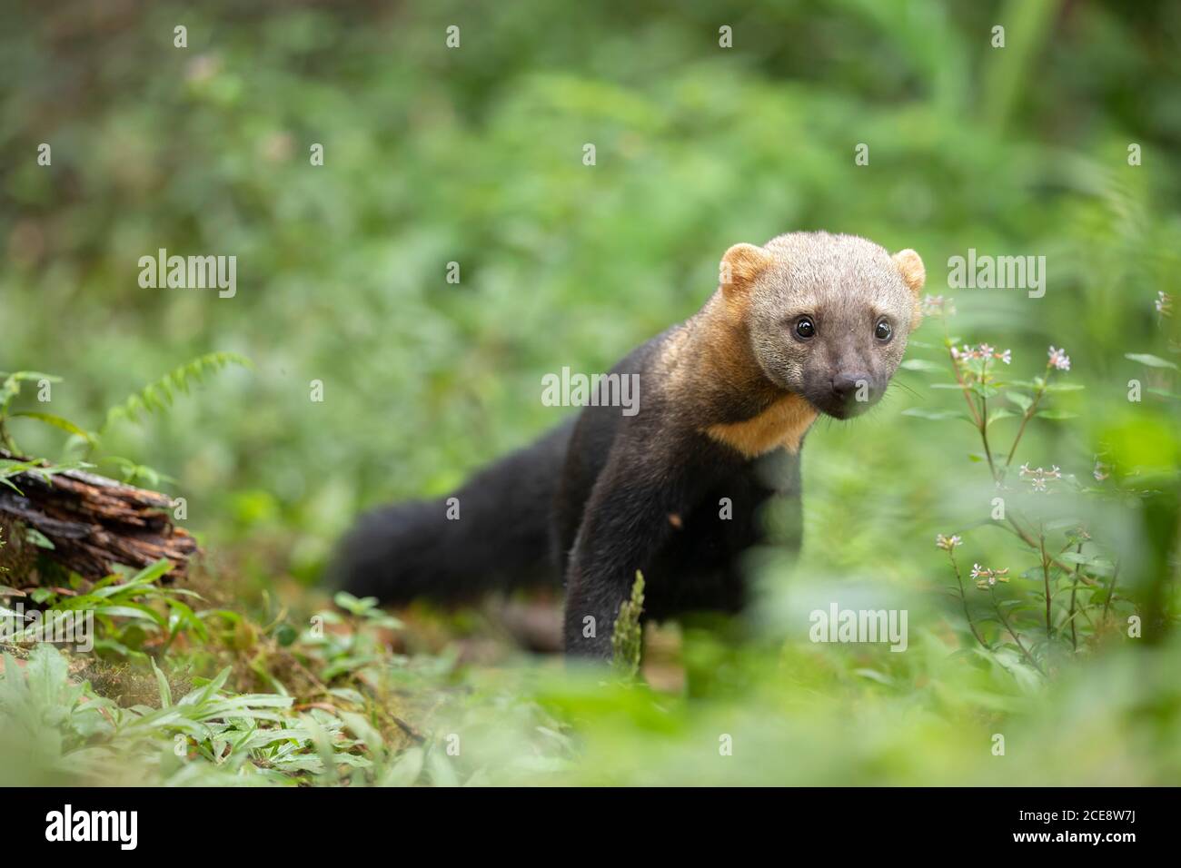Closeup of tayra or Eira barbara omnivorous animal from weasel family in forest Stock Photo - Alamy Closeup of tayra or Eira barbara omnivorous animal from weasel family in forest Stock Photo - Alamy