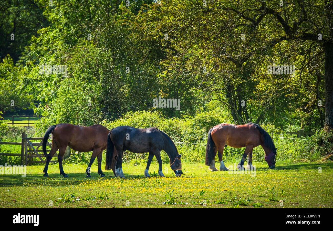 Horses grazing in a pasture. Stock Photo