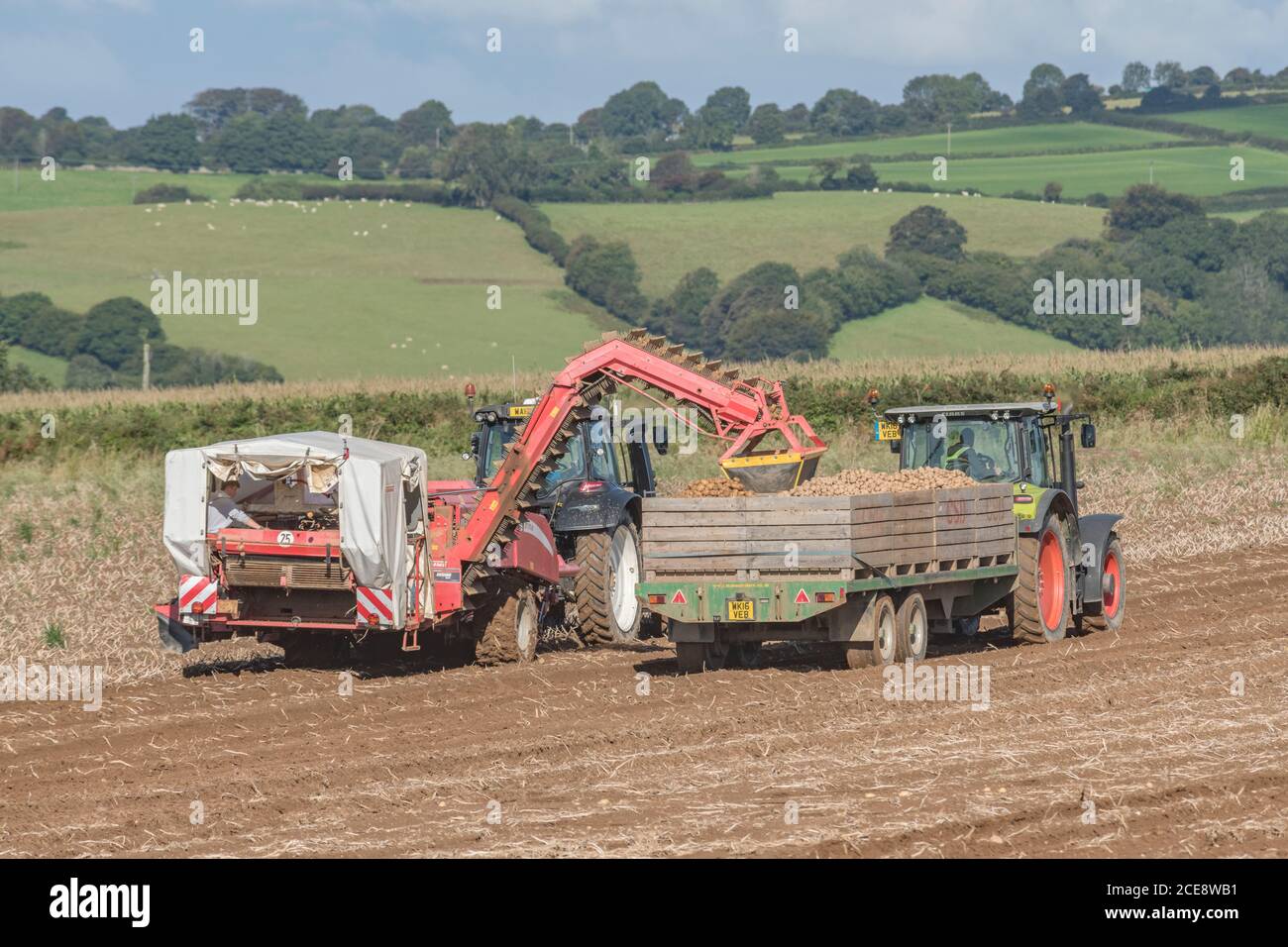 2020 UK potato harvesting with Grimme potato harvester pulled by Valtra tractor & trailer hauled by Claas Arion 640 tractor. UK food growers. Stock Photo