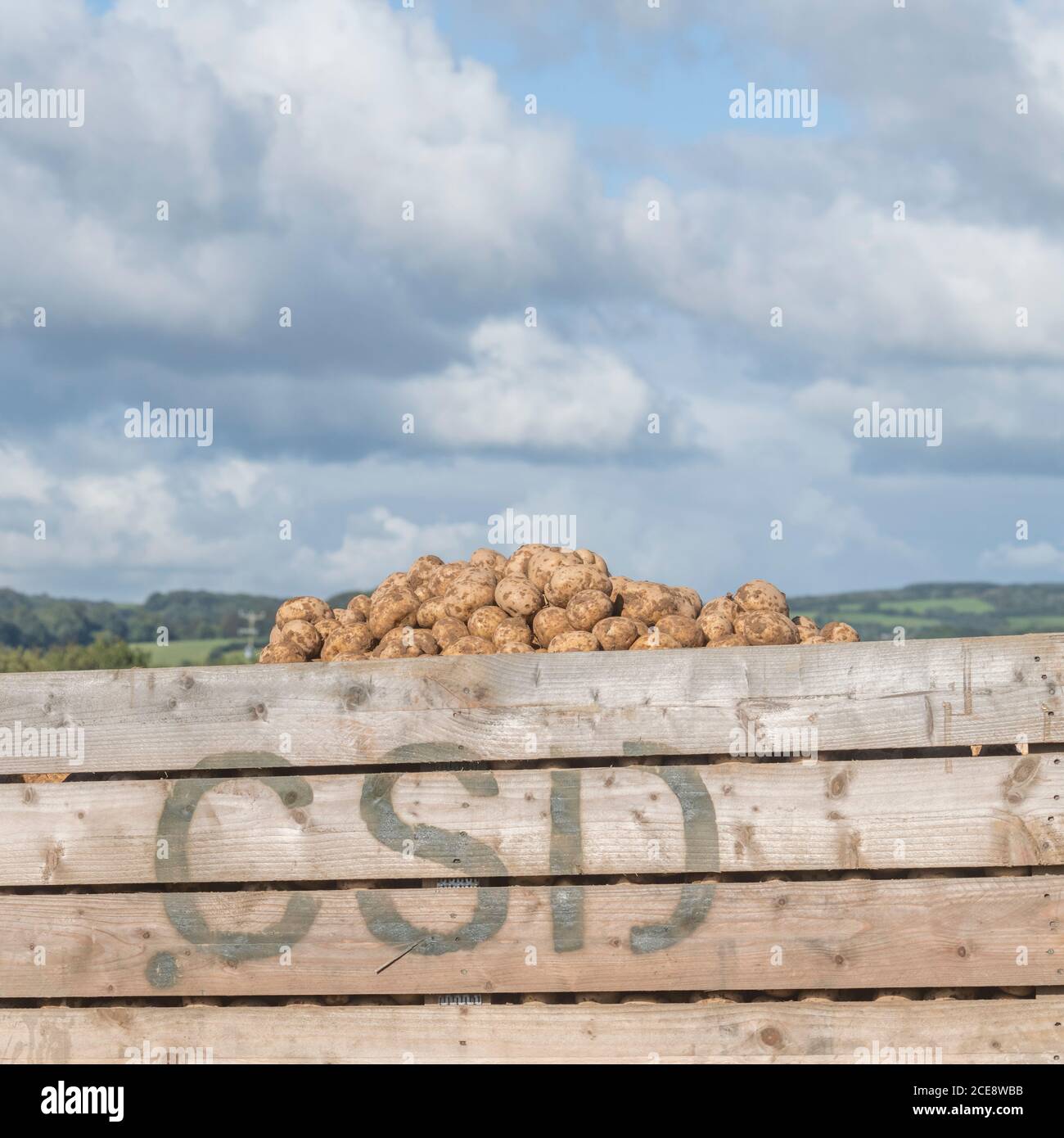Offloaded harvested potatoes piled in a wooden storage box carried on a trailer working side-by-side in tandem with the potato harvesting machinery. Stock Photo