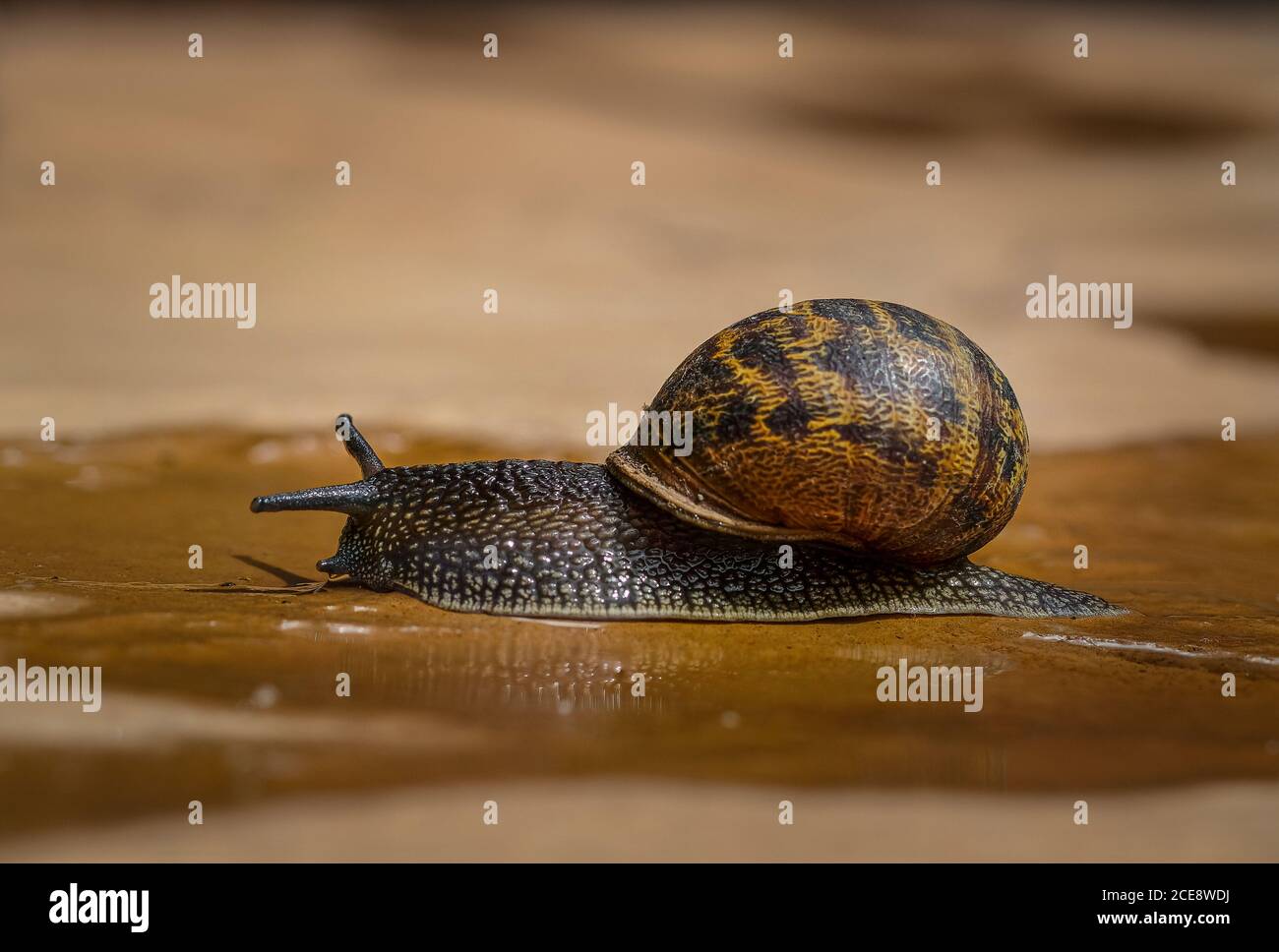 A garden snail crawls along a path. Stock Photo