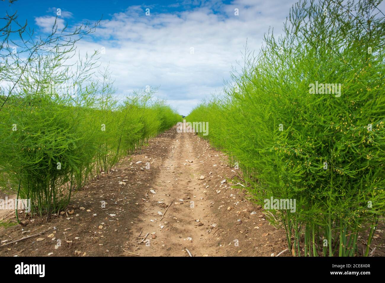 A field of asparagus Stock Photo Alamy