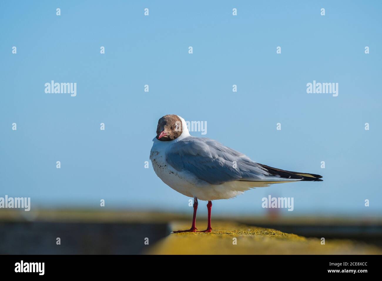A black headed gull. Stock Photo