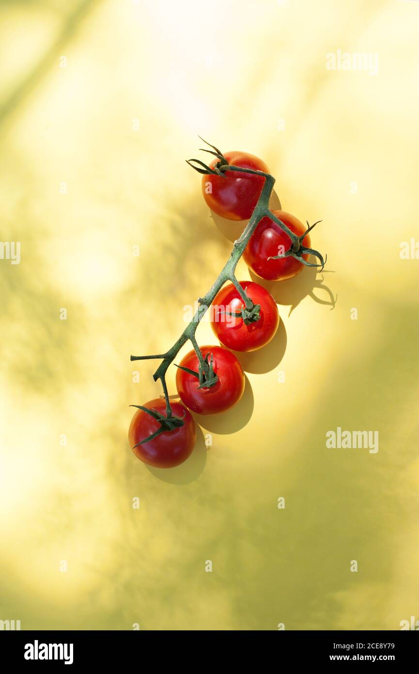 Top view of bunch of ripe red cherry tomatoes with green stems placed on yellow background Stock Photo