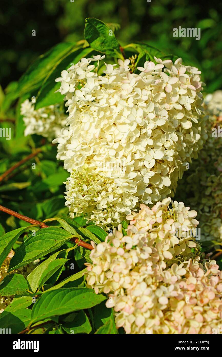 White Heads Of Weeping Hydrangea Paniculata Flowers Stock Photo Alamy white-heads-of-weeping-hydrangea-paniculata-flowers-stock-photo-alamy