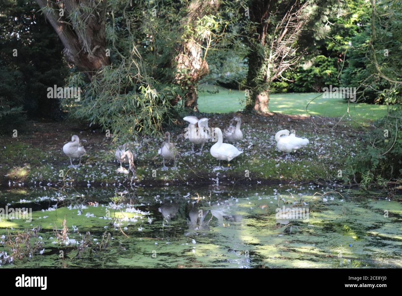 TWO SWANS WITH THEIR FIVE SYGNETS ON THE CANAL FROM WOMBWELL TO ELSECAR,BARNSLEY,SOUTH YORKSHIRE,ENGLAND. Stock Photo