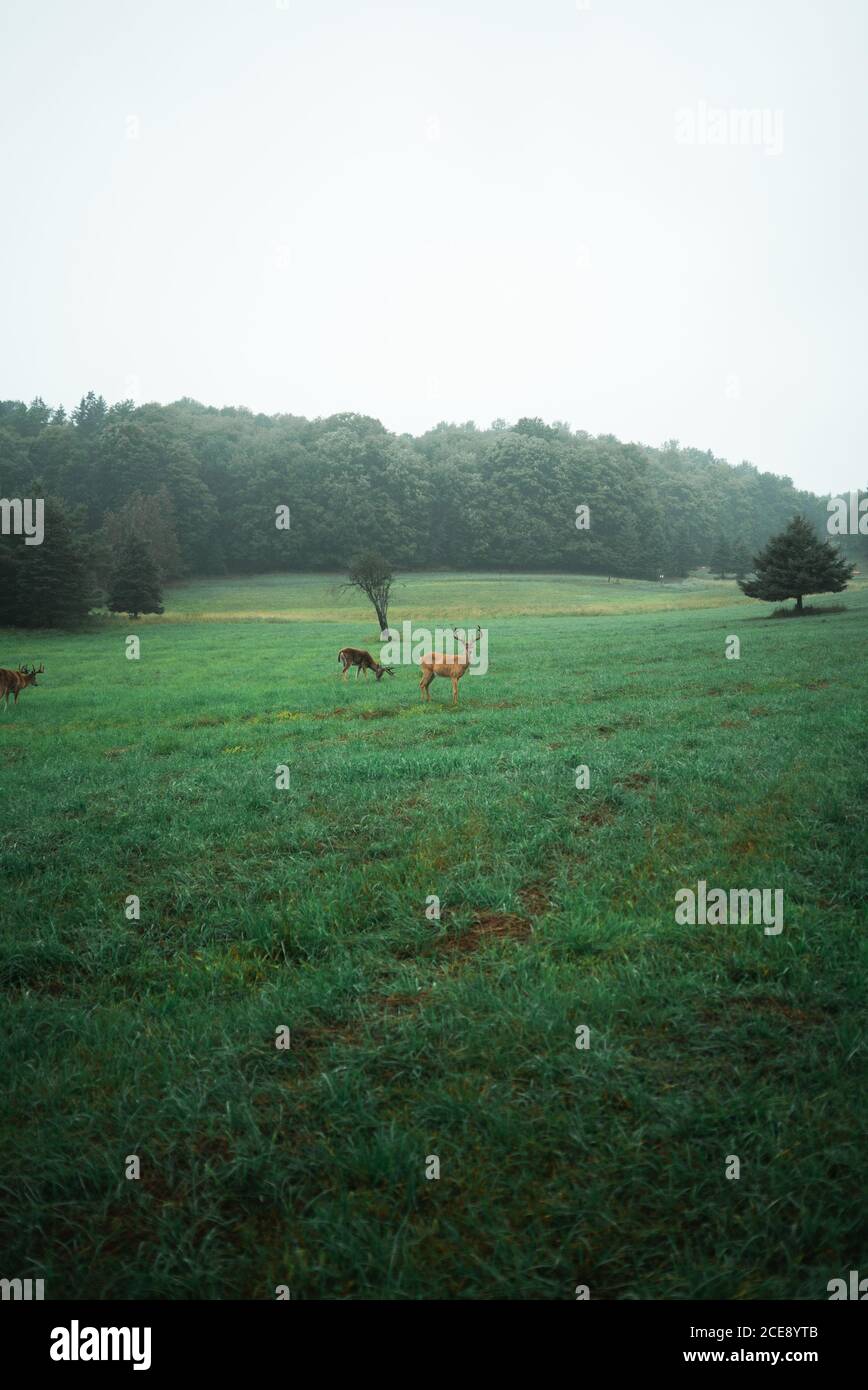 Flock of wild deer pasturing in lush field near forest in cloudy