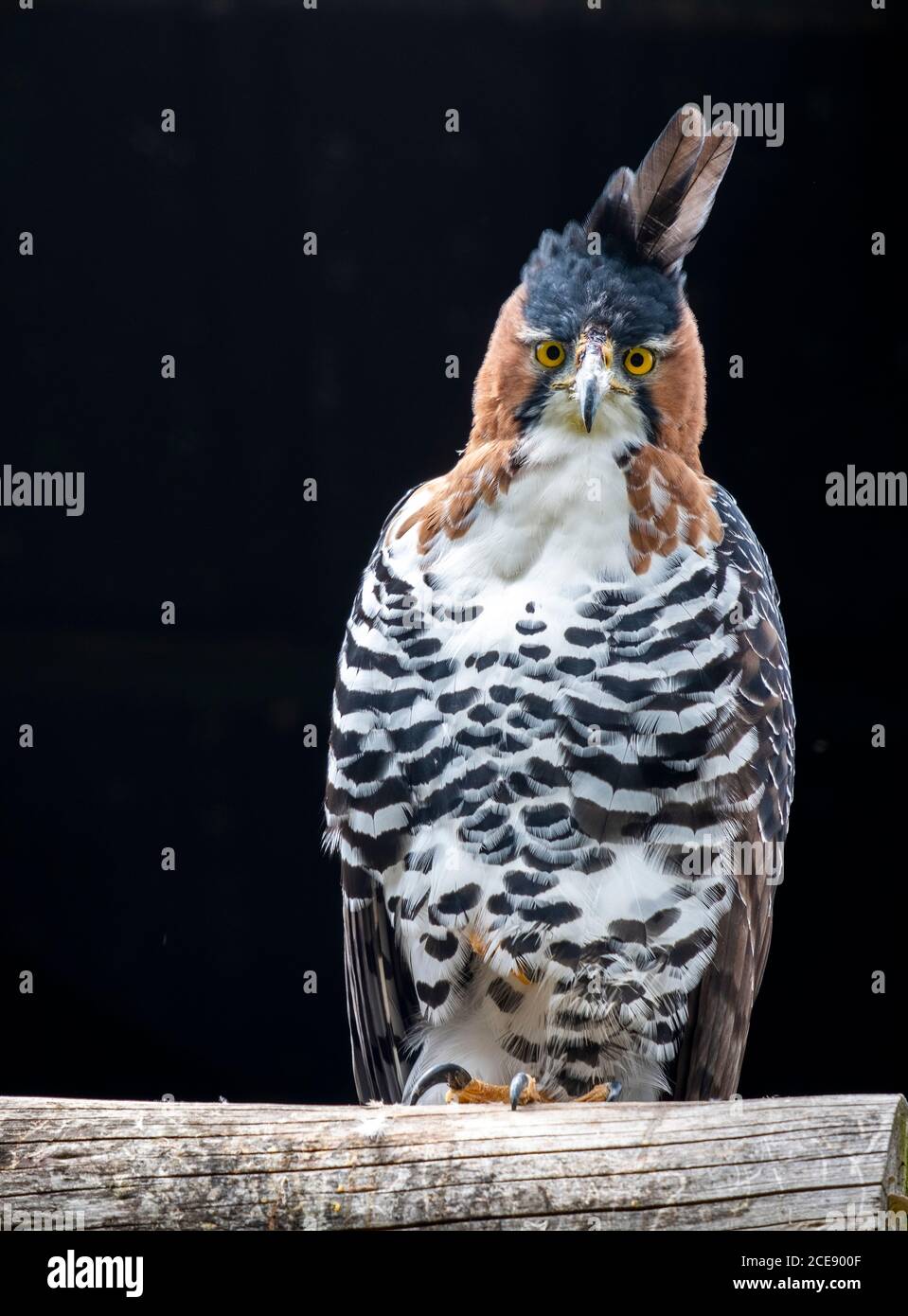 Ornate Hawk Eagle facing the camera. Stock Photo