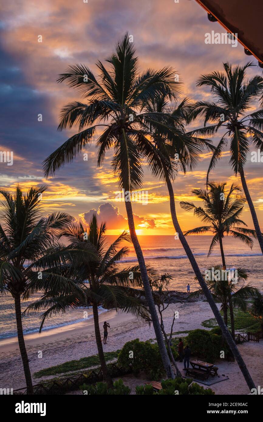 Sri Lanka, Ahangama, Surf beach hotel. Insight Resort (Djoser hotel). Coconut palm trees, sunset. Stock Photo