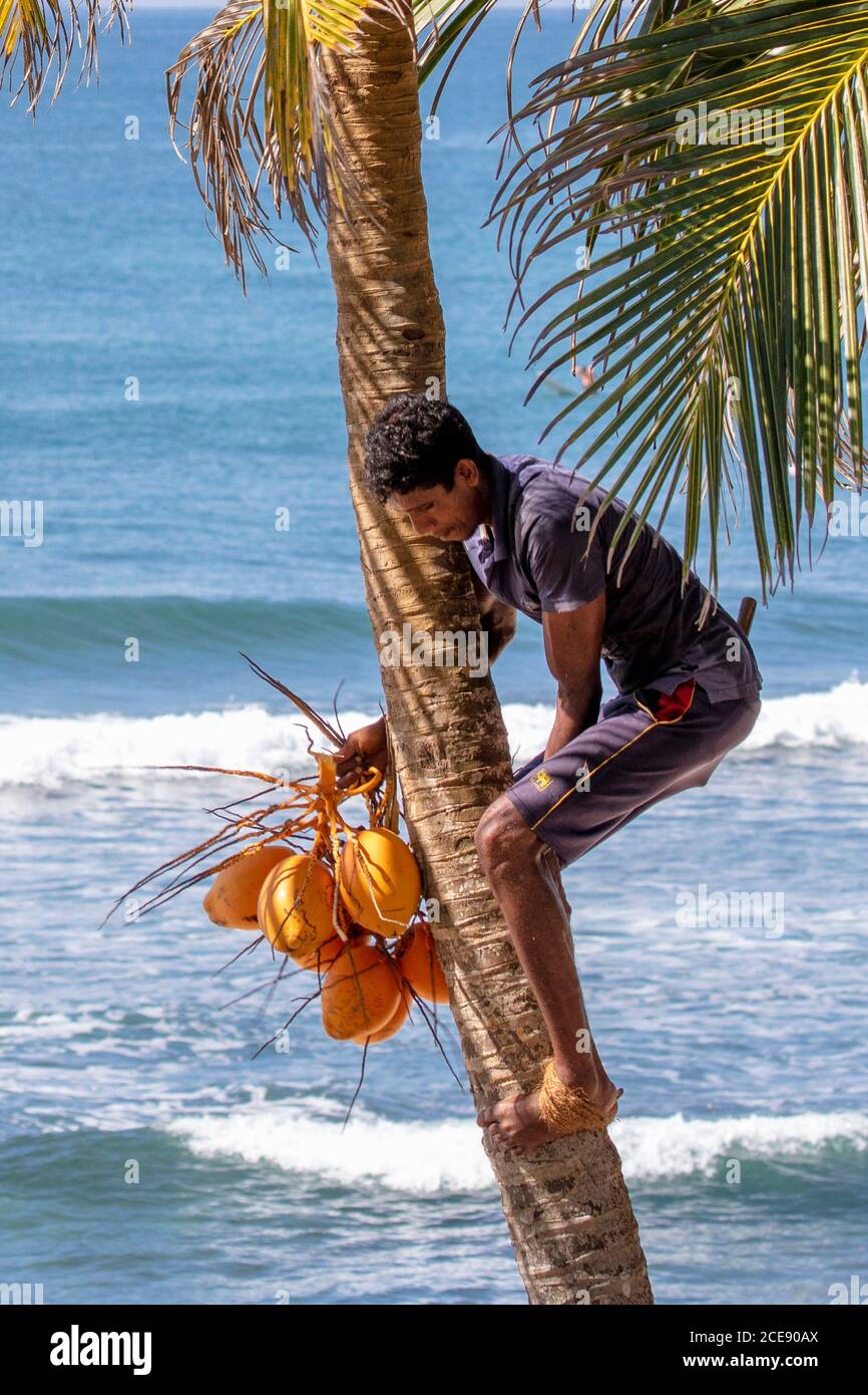 Sri Lanka, Ahangama, Surf beach hotel. Insight Resort.  Coconut palm trees, Harvesting coconuts. Stock Photo