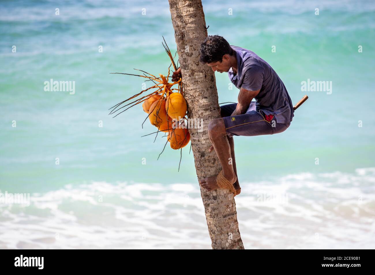 Sri Lanka, Ahangama, Surf beach hotel. Insight Resort (Djoser hotel). Coconut palm trees, Harvesting coconuts. Stock Photo