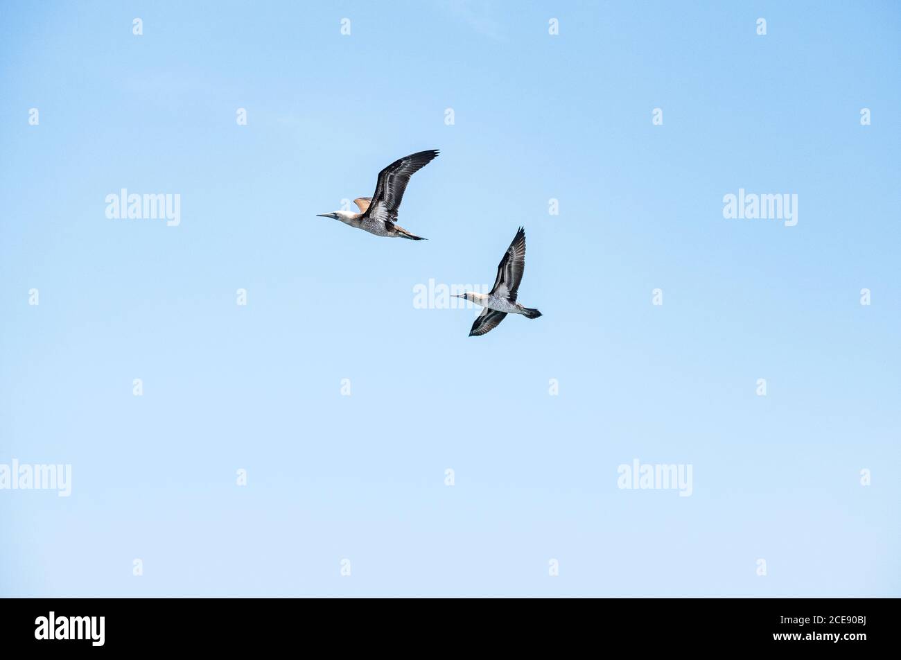 Two flying Peruvian Booby birds above Ballestas islands. Stock Photo