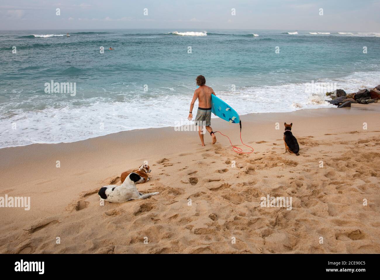Sri Lanka, Ahangama, Surf beach. Surfer and dogs. Stock Photo