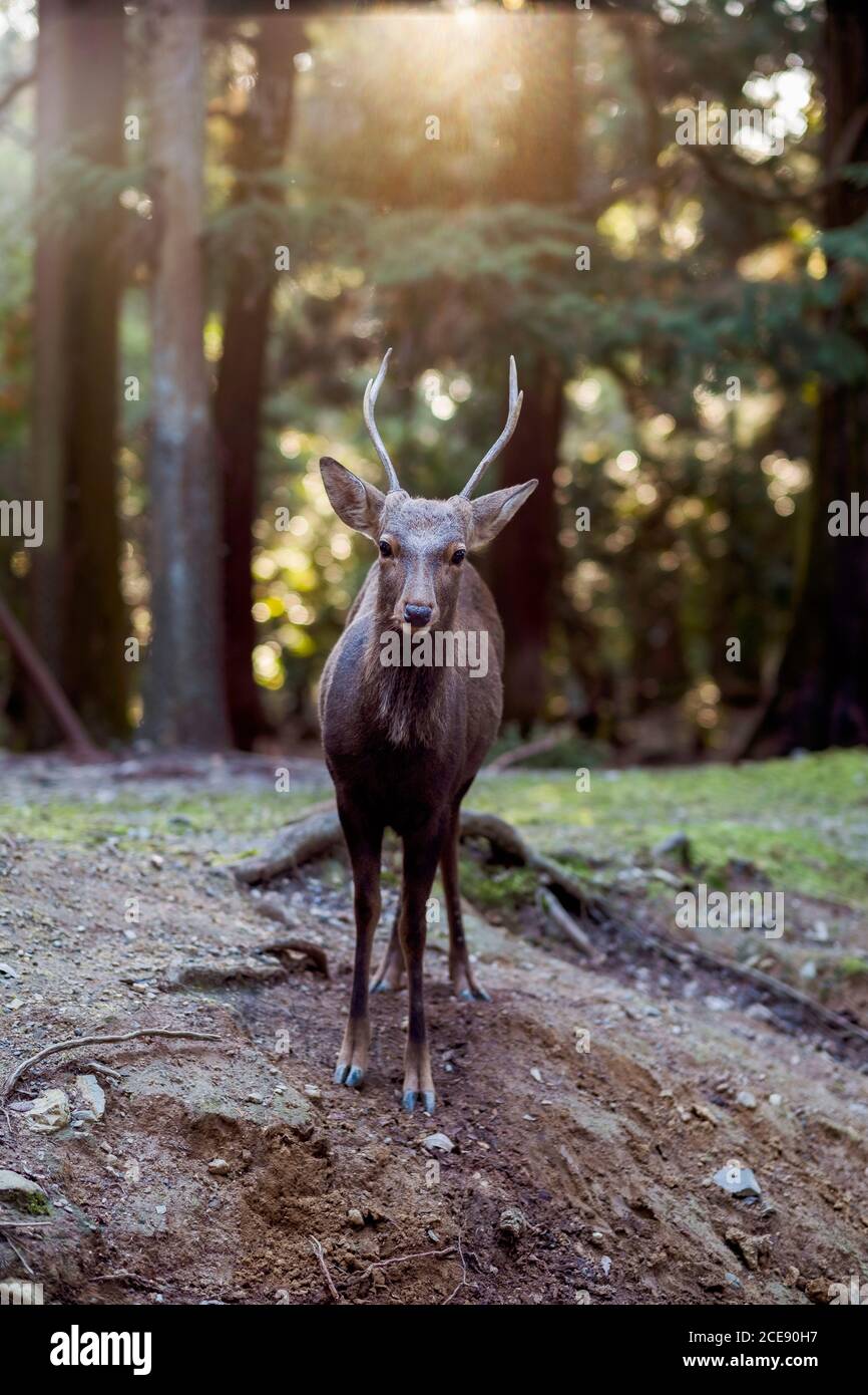 A beautiful young deer in Nara park in Japan. Stock Photo