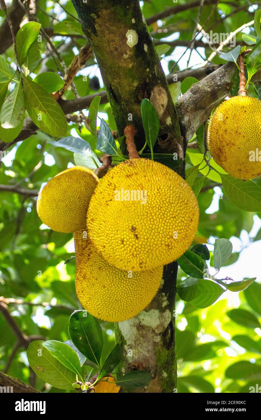 Sri Lanka, Waduwa, Life Ayurveda Resort, Village tour excursion