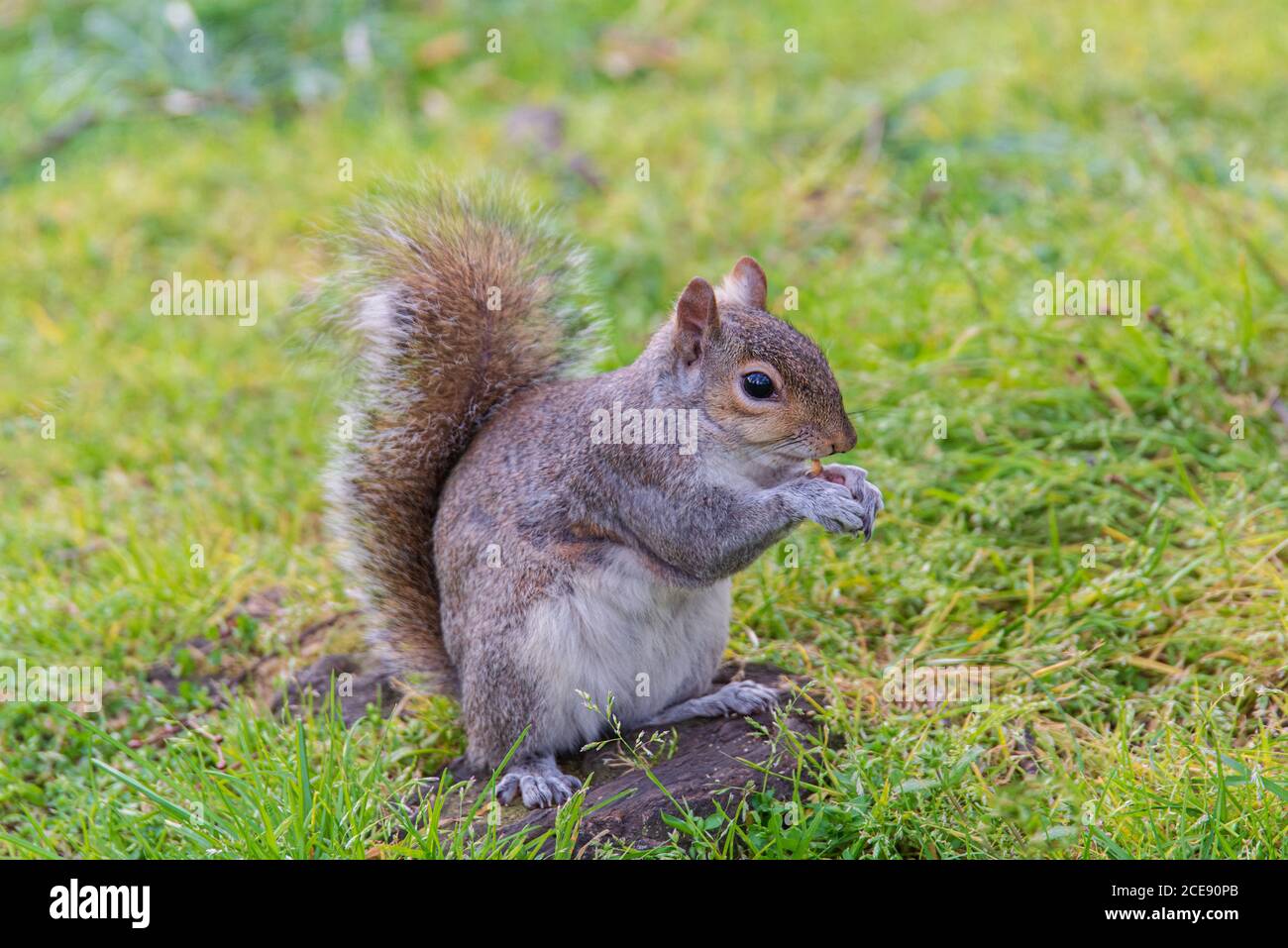 grey squirrel eating a nut in Green Park London UK Stock Photo - Alamy