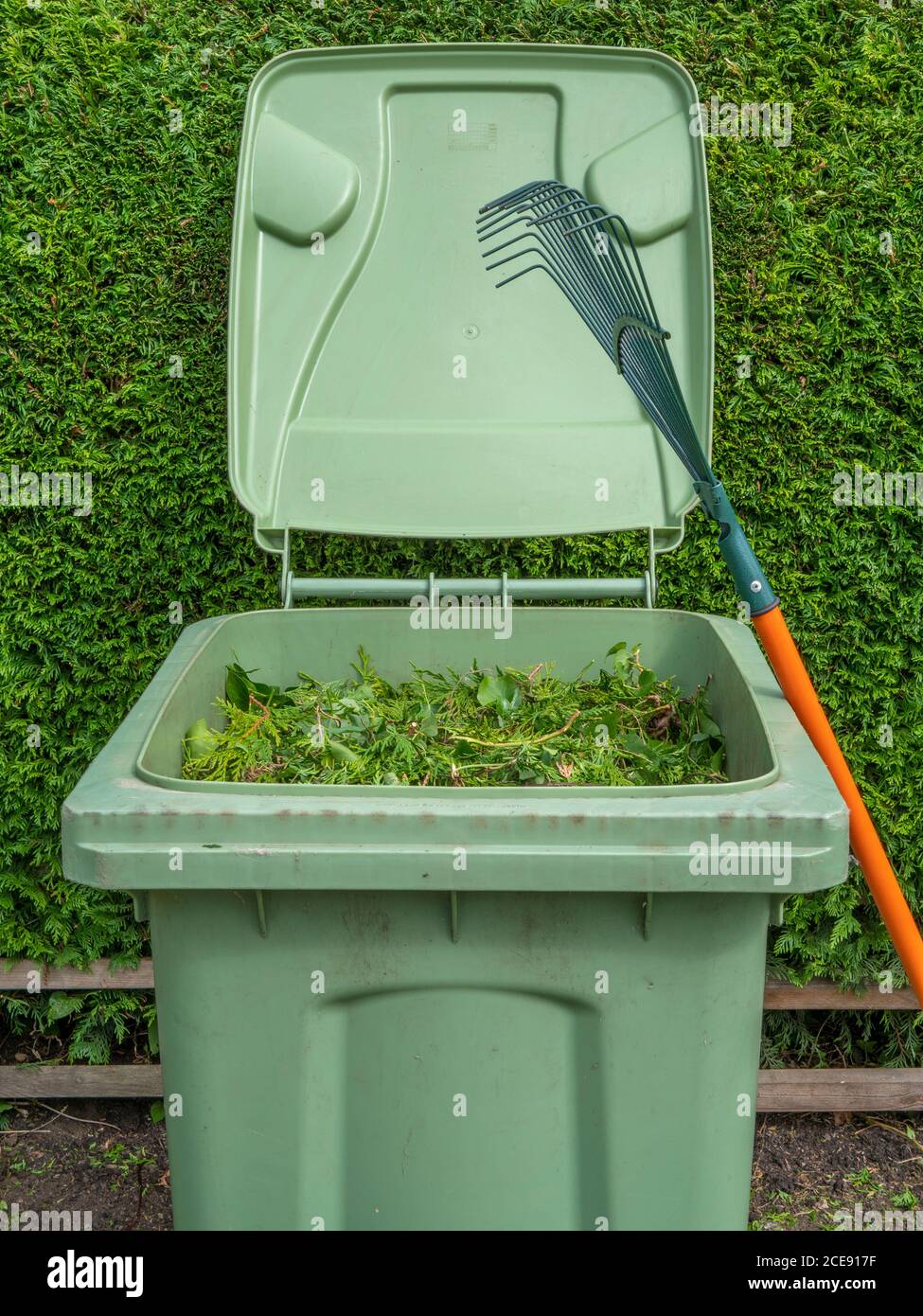 An open green bin, full of clippings from the conifer fir hedge behind