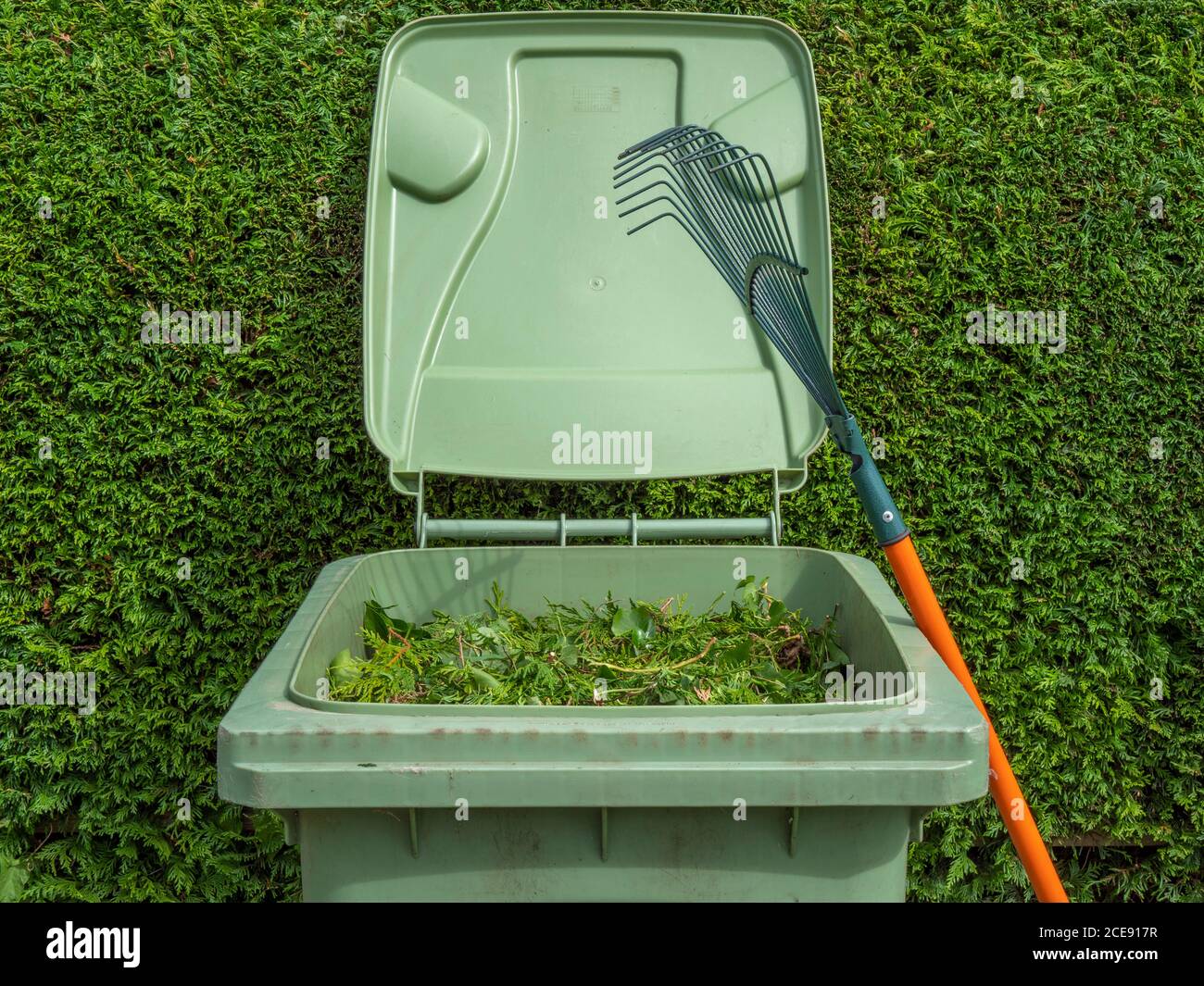 An open green bin, full of clippings from the conifer fir hedge behind, with a lawn rake leaning against the wheely bin. Stock Photo