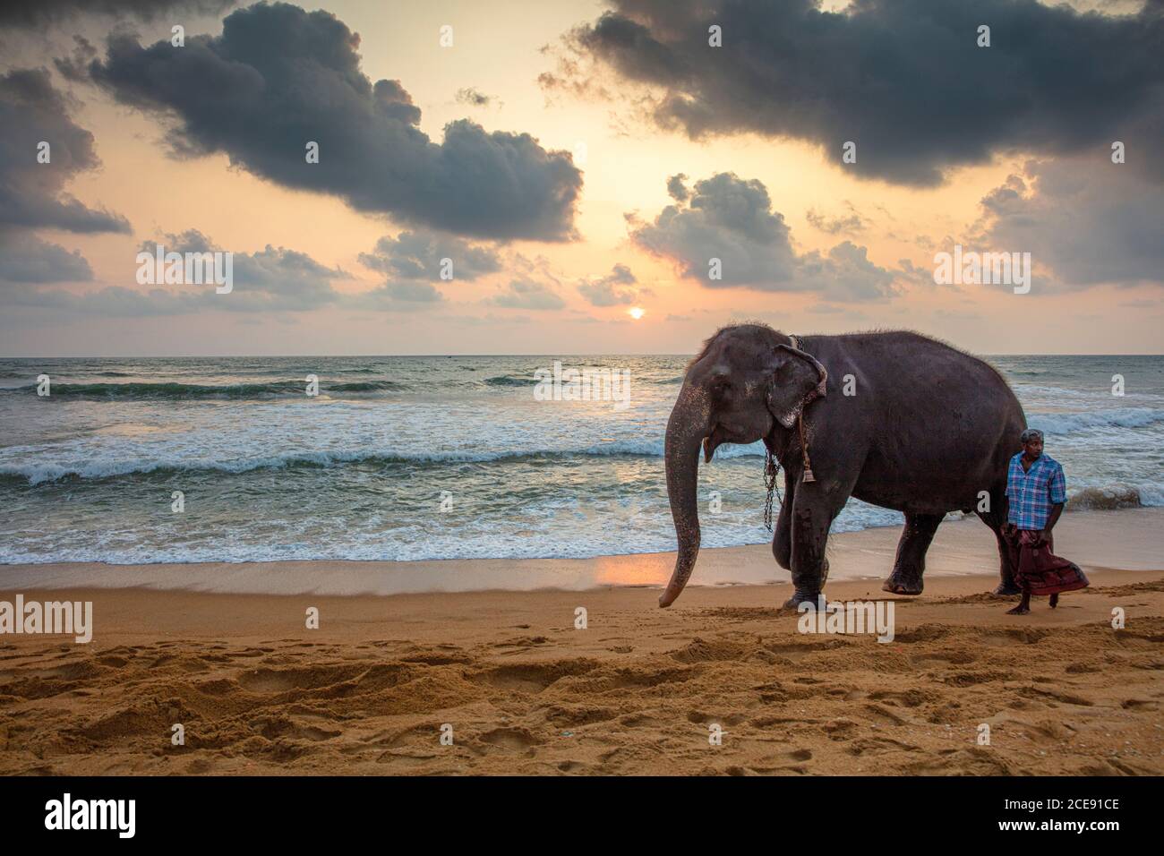 Sri lanka beach elephant hi-res stock photography and images - Alamy