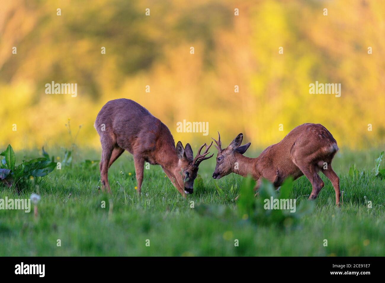 A young Roe Deer buck challenging an older male. Stock Photo