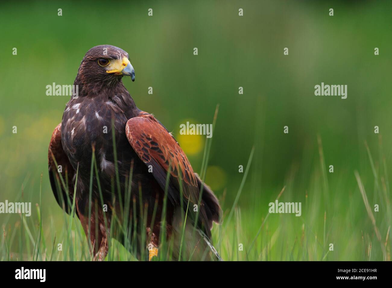 A Harris Hawk stood in long grass. Stock Photo