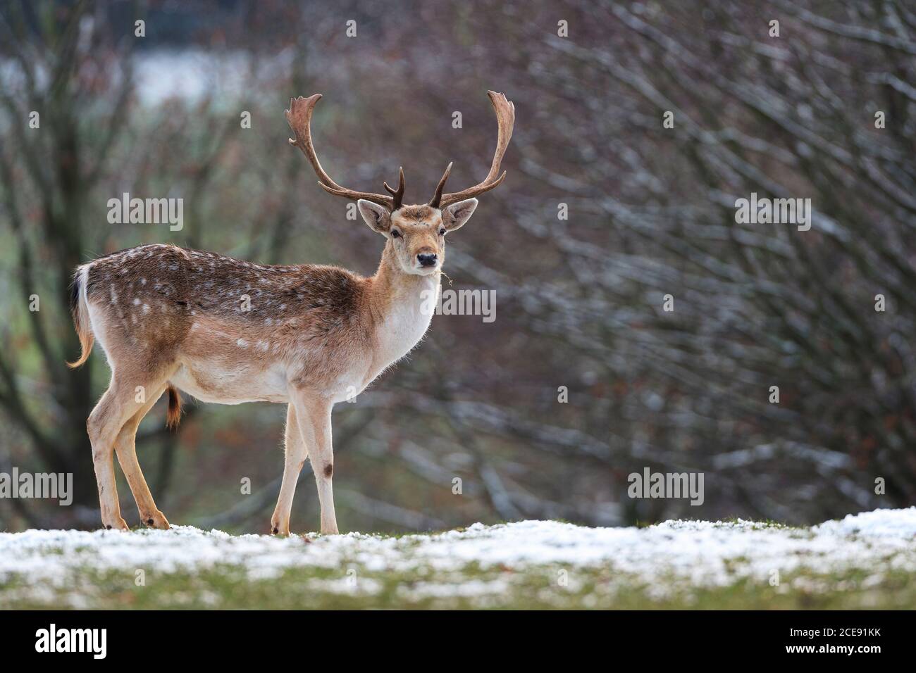 A lone Fallow Deer Stag in winter on snow covered ground. Stock Photo