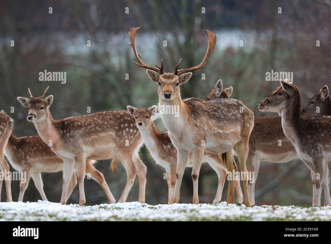 Fallow Deer in winter on snow covered ground. Stock Photo