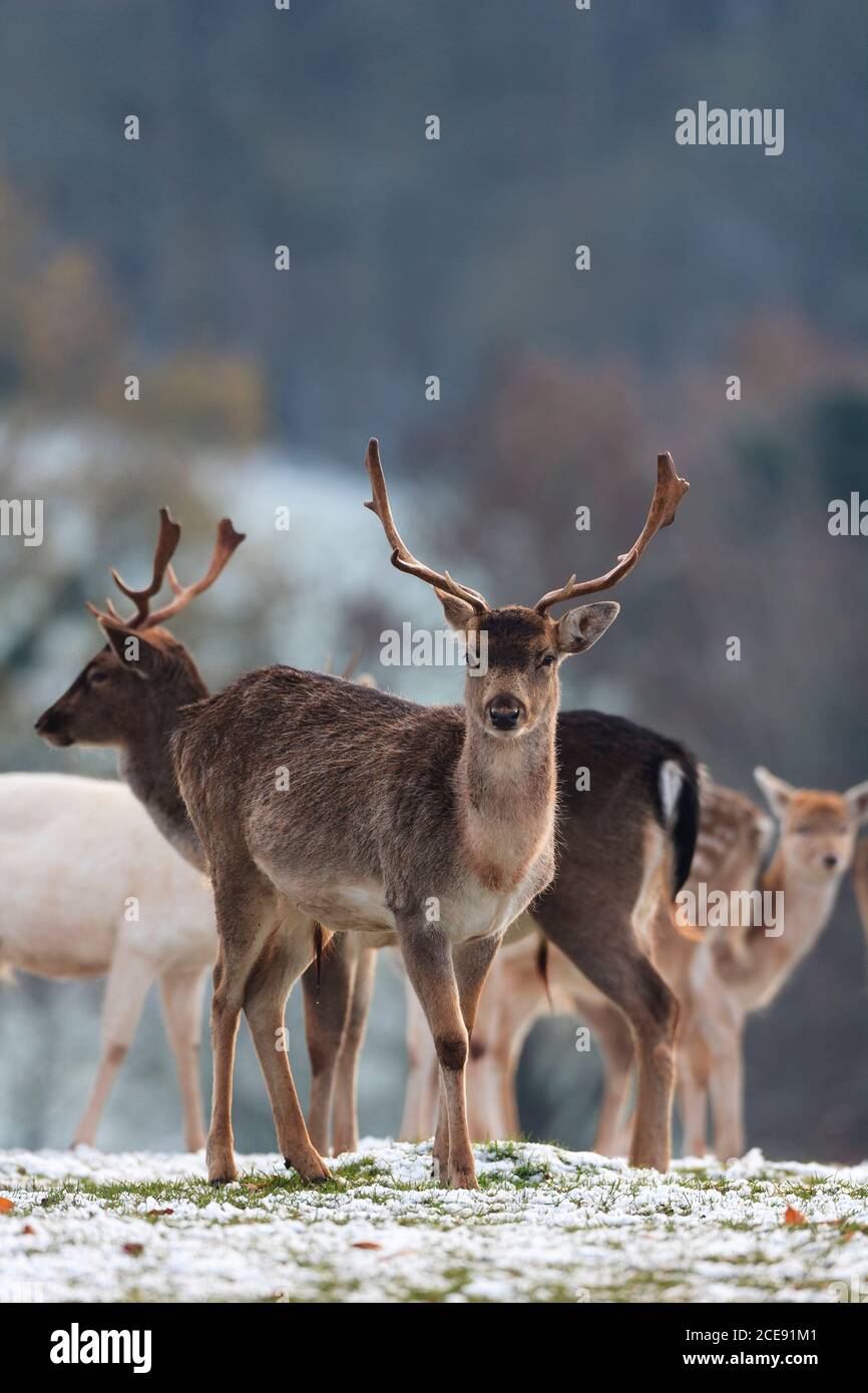 Fallow Deer in winter on snow covered ground. Stock Photo