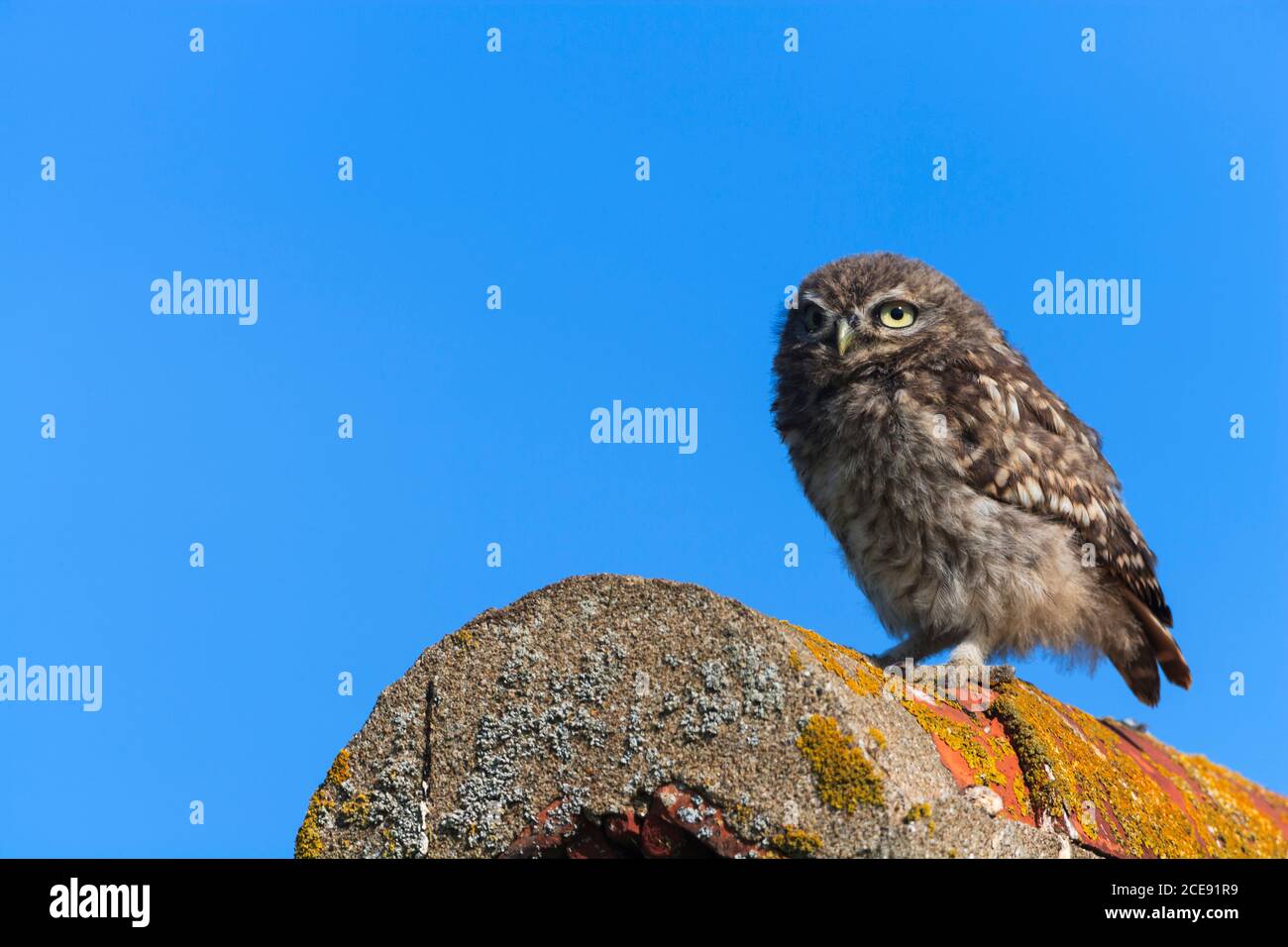 A Little Owl on the roof of an old building Stock Photo Alamy