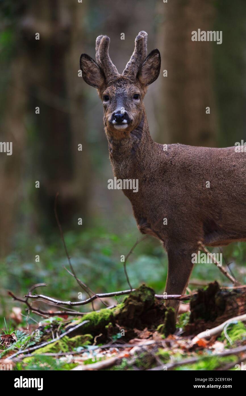 A lone Roe Deer buck in its Winter coat. Stock Photo