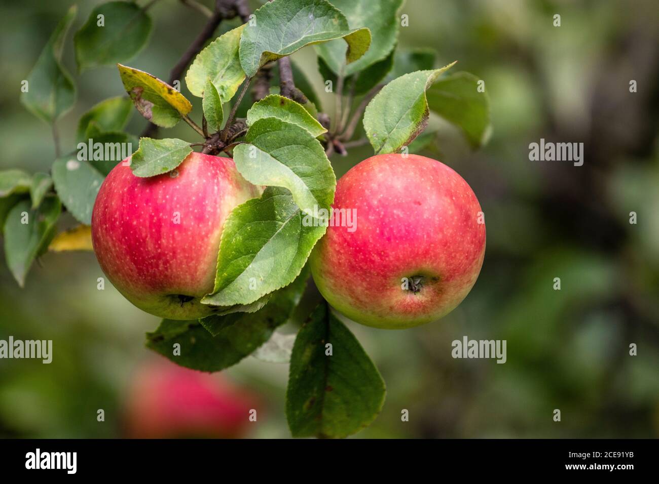 Organic apples on the branch. Bio healthy apples food in the summer. Red  apples with leaves in the garden Stock Photo - Alamy